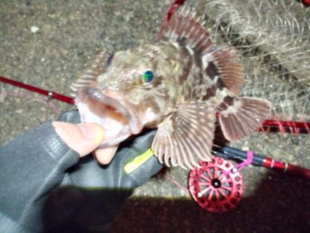 2022/01/12 南港ヘチ釣り