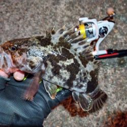 2022/01/13 南港ライトゲーム釣行