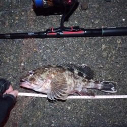 2022/01/14 南港ライトゲーム釣行