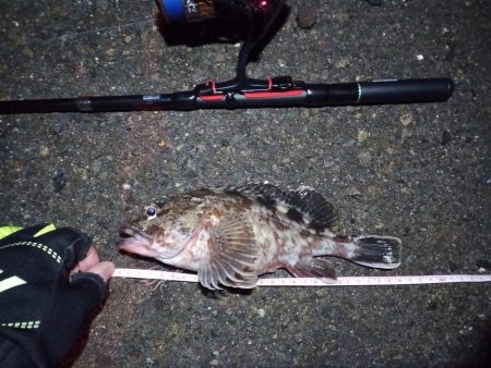 2022/01/14 南港ライトゲーム釣行