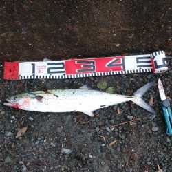 白杉サゴシ状況