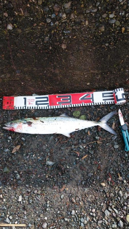 白杉サゴシ状況