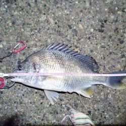 2022/01/15 南港ヘチ釣り