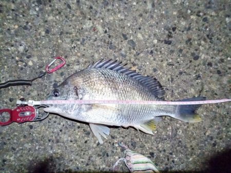 2022/01/15 南港ヘチ釣り