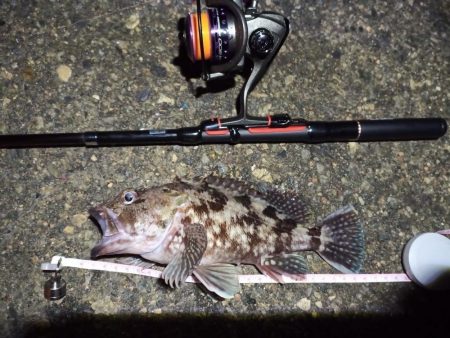 2022/01/16 南港ライトゲーム釣行…