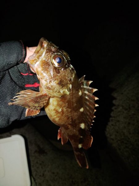 フロートゲーム～