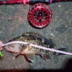 2022/01/18 南港ヘチ釣り