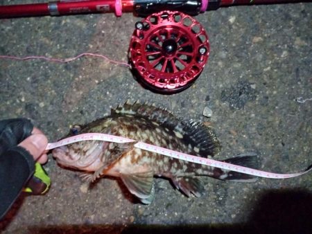 2022/01/18 南港ヘチ釣り