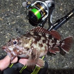 2022/01/19 南港ライトゲーム釣行