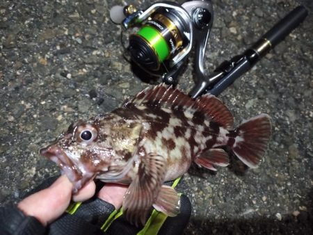 2022/01/19 南港ライトゲーム釣行…