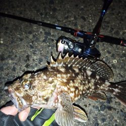 2022/01/21 南港ライトゲーム釣行