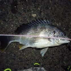 2022/01/22 南港ライトゲーム釣行