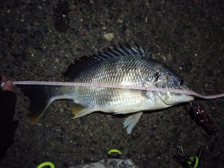 2022/01/22 南港ライトゲーム釣行