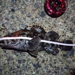 2022/01/24 南港ヘチ釣り