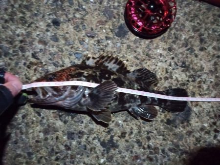 2022/01/24 南港ヘチ釣り