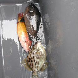 フカセ‥釣れないですネ・・