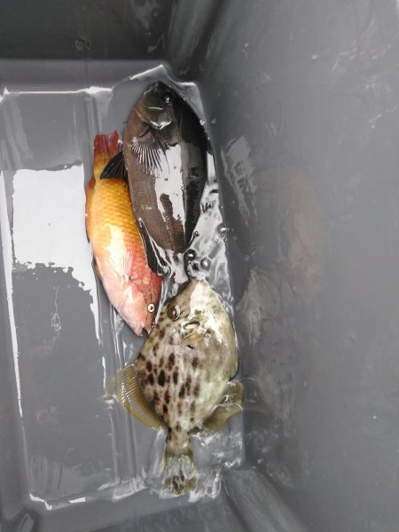 フカセ‥釣れないですネ・・