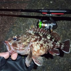 2022/01/25 南港ライトゲーム釣行