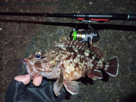 2022/01/25 南港ライトゲーム釣行…