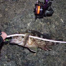 2022/01/28 南港ライトゲーム釣行