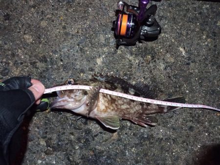 2022/01/28 南港ライトゲーム釣行…