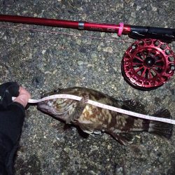 2022/01/30 南港ヘチ釣り(落とし込み)釣行