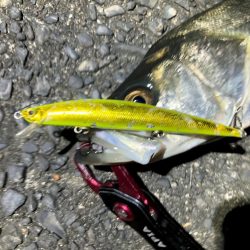 シーバス　初釣り