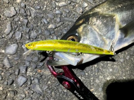 シーバス　初釣り