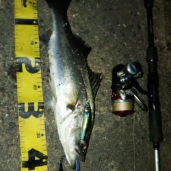 ぶらシーバス!!