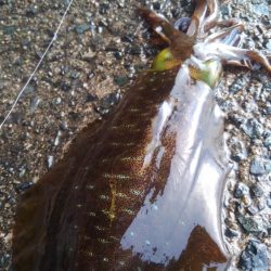 新年初詣調査❗