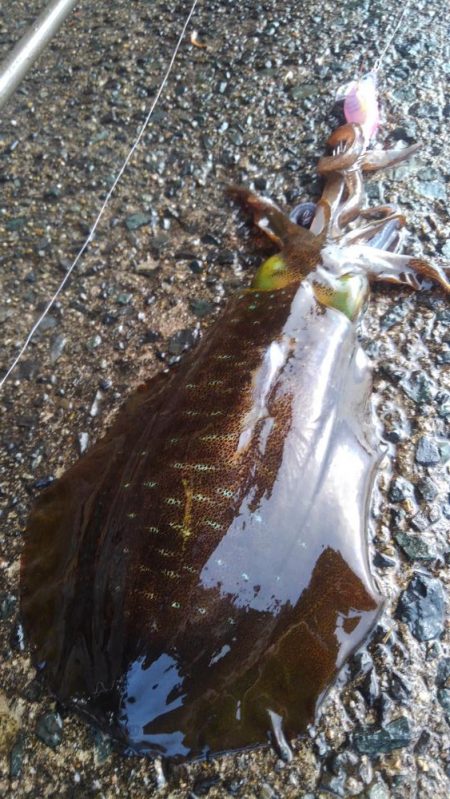 新年初詣調査❗