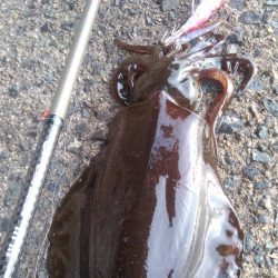 1月8,~9日の調査❗