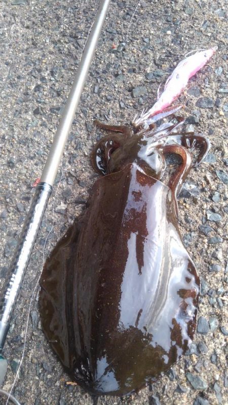 1月8,～9日の調査❗