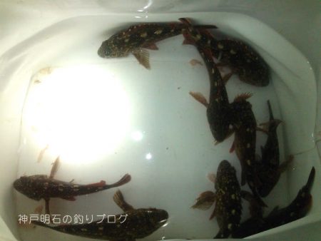 初釣り