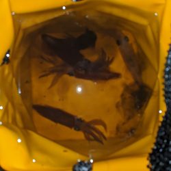 ヒイカと耳イカちゃん