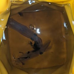 2杯でも楽しいライトエギング