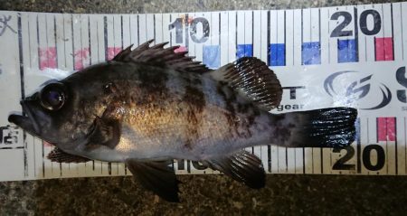 一応鱗づけ完了。