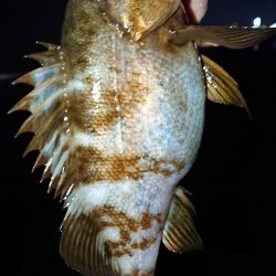 キープサイズなし。