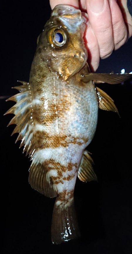 キープサイズなし。