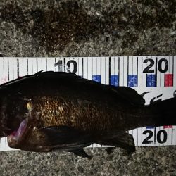 激渋だったけど