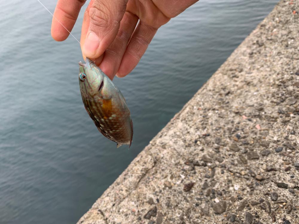 日曜堤防小物釣り