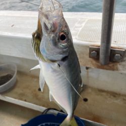 鬼アジ　チャレンジ