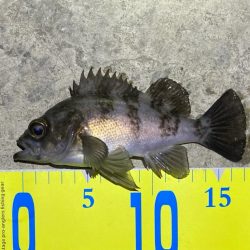 ライトゲームでメバル&ガシラ