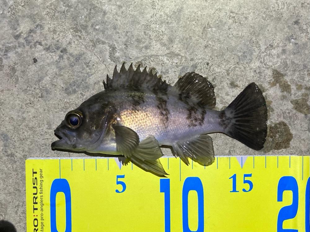 ライトゲームでメバル&ガシラ