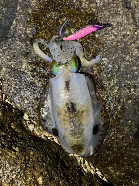 スクイッドジャンキーでアオリイカ！