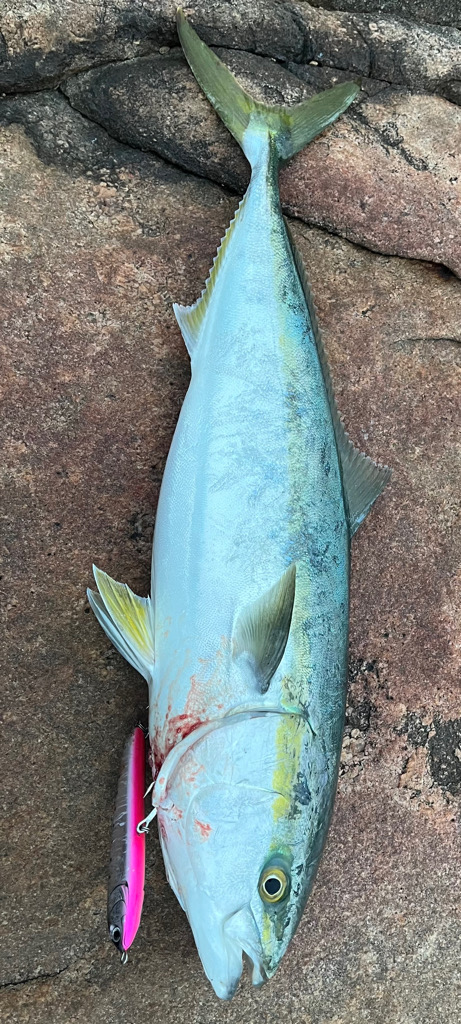 初ショア青物達成!