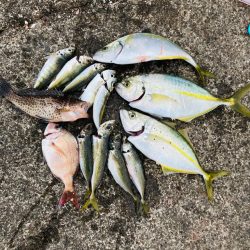 カゴ釣りリベンジ