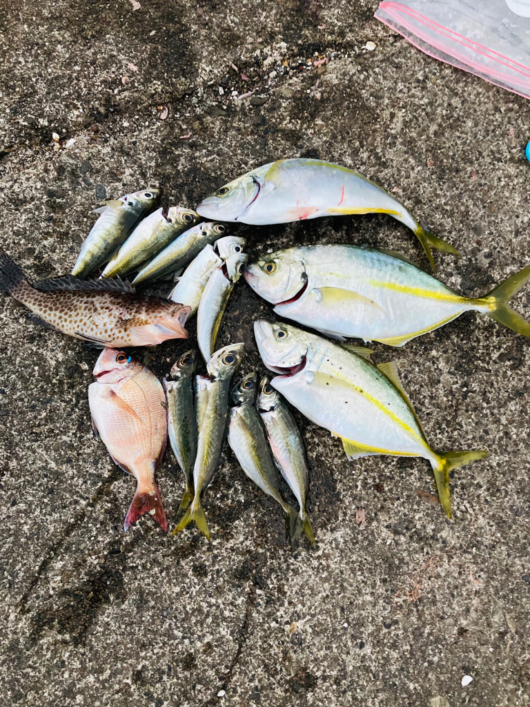 カゴ釣りリベンジ