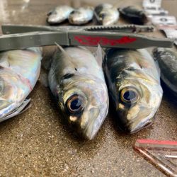 アジを探して朝活