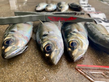 アジを探して朝活